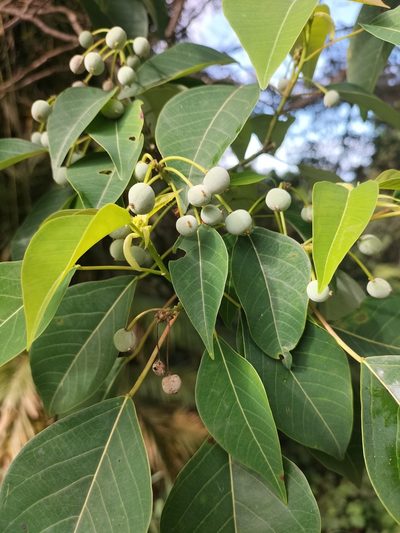 Homalanthus novoguineensis, photographed by Matthew Borella