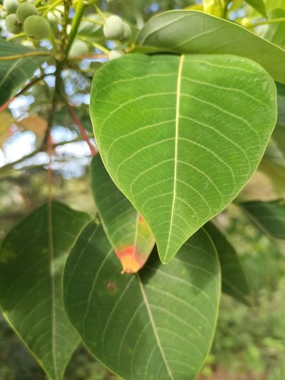 Homalanthus novoguineensis, photographed by Matthew Borella
