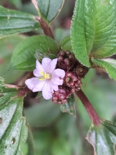 Tristemma mauritianum, photographed by Matthew Borella
