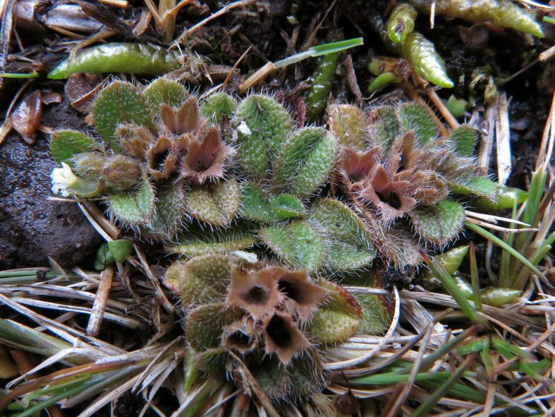 Myosotis antarctica, photographed by John Barkla