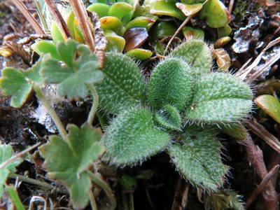 Myosotis antarctica, photographed by John Barkla