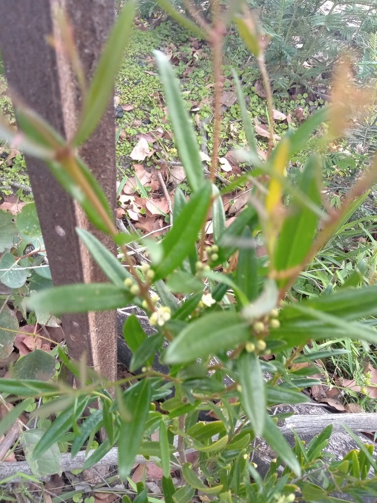 Santalum obtusifolium, photographed by Michael McBain