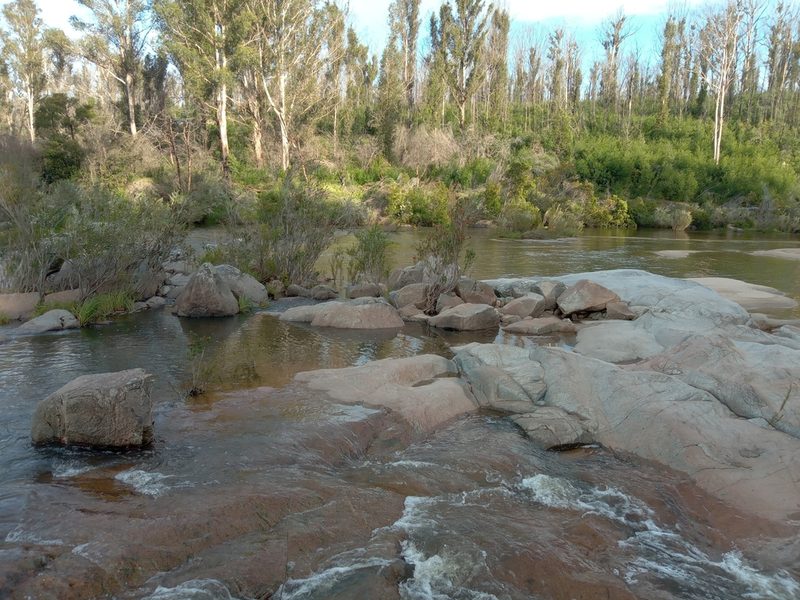 Melaleuca subulata, photographed by Michael McBain