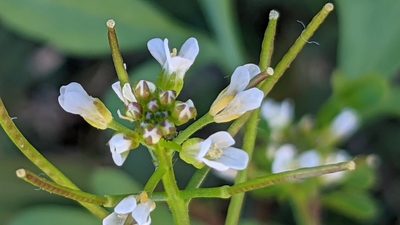 Cardamine occulta, photographed by Joseph Aubert