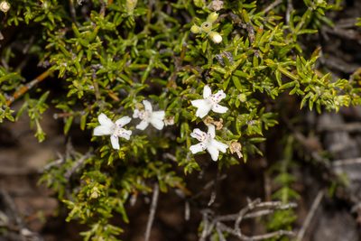 Westringia rigida, photographed by T. Hammer