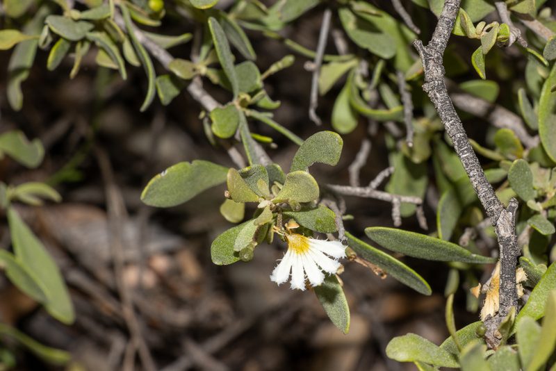 Scaevola bursariifolia, photographed by T. Hammer