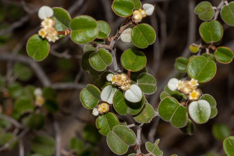 Spyridium tricolor, photographed by T. Hammer
