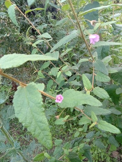 Howittia trilocularis, photographed by Michael McBain