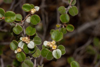 Spyridium tricolor, photographed by T. Hammer