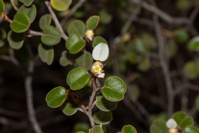 Spyridium tricolor, photographed by T. Hammer
