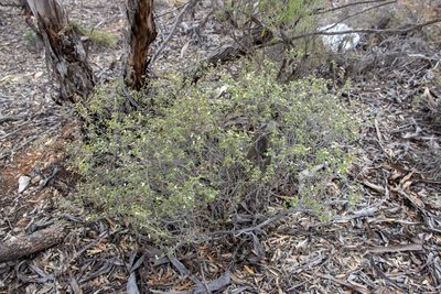 Spyridium tricolor, photographed by T. Hammer