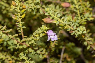 Eremophila weldii, photographed by T. Hammer