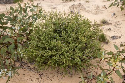 Eremophila weldii, photographed by T. Hammer