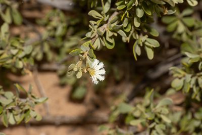 Scaevola bursariifolia, photographed by T. Hammer
