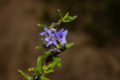 Halgania andromedifolia, photographed by T. Hammer