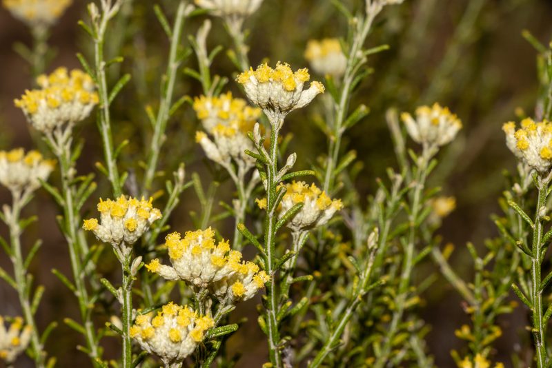 Ozothamnus decurrens, photographed by T. Hammer