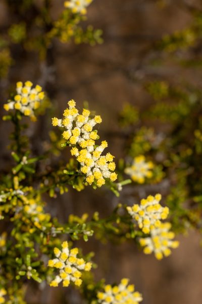Ozothamnus decurrens, photographed by T. Hammer