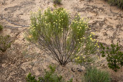 Ozothamnus decurrens, photographed by T. Hammer