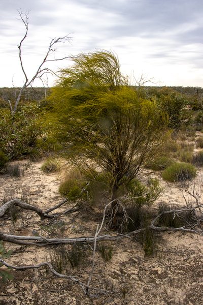 Exocarpos sparteus, photographed by T. Hammer