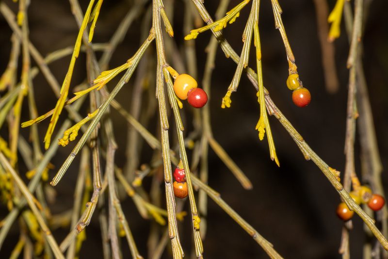 Exocarpos sparteus, photographed by T. Hammer