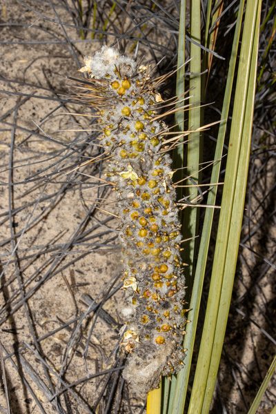 Lomandra leucocephala, photographed by T. Hammer