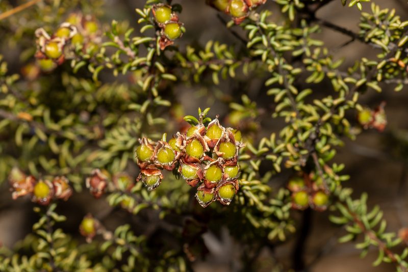 Dillwynia uncinata, photographed by T. Hammer