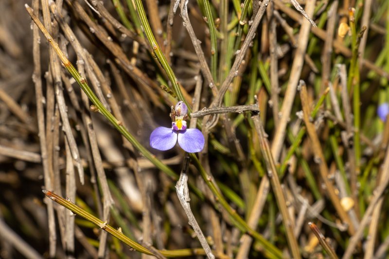 Comesperma scoparium, photographed by T. Hammer