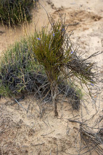 Comesperma scoparium, photographed by T. Hammer
