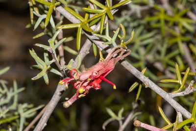 Grevillea huegelii, photographed by T. Hammer