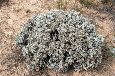Cratystylis conocephala, photographed by T. Hammer