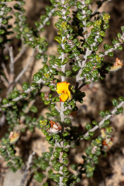 Euchilus elachistus, photographed by T. Hammer