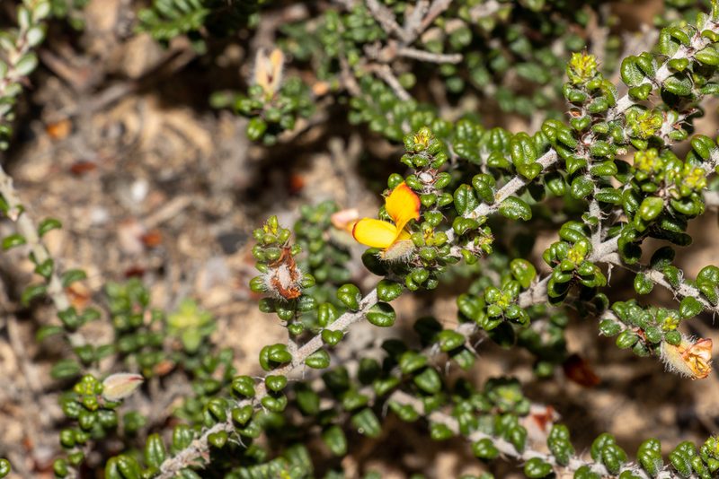 Euchilus elachistus, photographed by T. Hammer