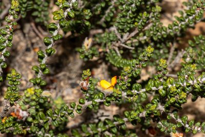 Euchilus elachistus, photographed by T. Hammer