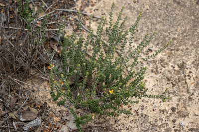 Euchilus elachistus, photographed by T. Hammer