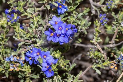 Halgania cyanea, photographed by T. Hammer