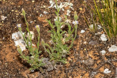 Vittadinia gracilis, photographed by T. Hammer