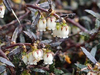 Gaultheria macrostigma, photographed by gnapp