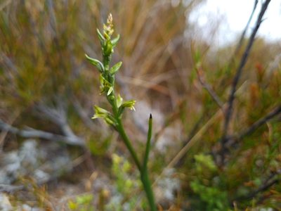 Prasophyllum colensoi, photographed by gnapp
