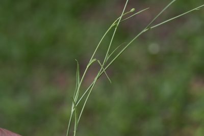 Hypochaeris albiflora, photographed by Bruce Cathie