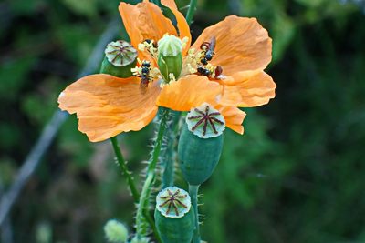 Afropapaver aculeatum, photographed by Di Turner