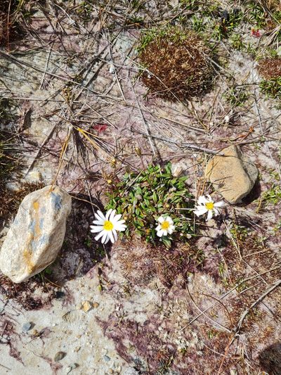 Celmisia parva, photographed by gnapp