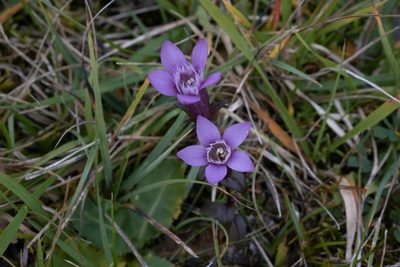 Gentianella germanica, photographed by Enrico Tomschke