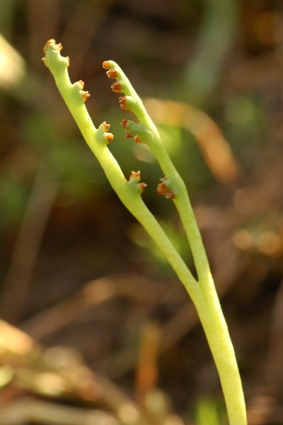 Botrychium paradoxum, photographed by Timothy McNitt