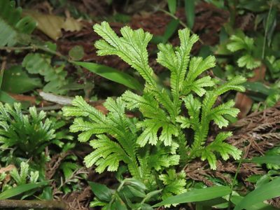 Selaginella doederleinii, photographed by chiuluan