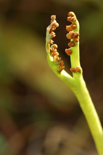 Botrychium paradoxum, photographed by Timothy McNitt