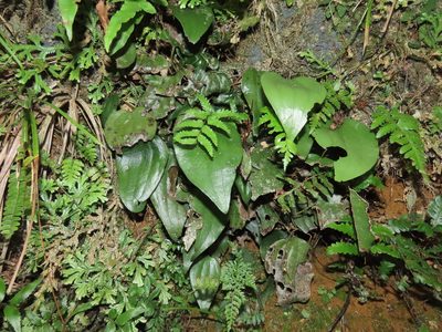 Cheiropleuria integrifolia, photographed by chiuluan