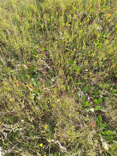 Poa angustifolia, photographed by Dmitriy Bochkov