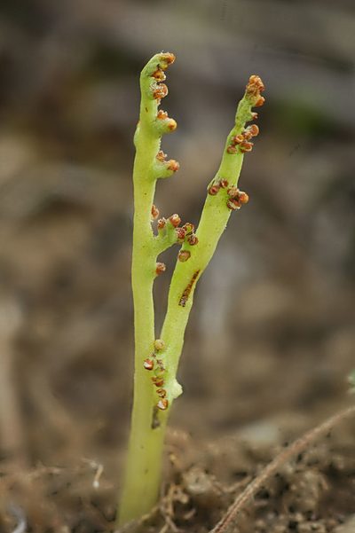Botrychium paradoxum, photographed by Timothy McNitt
