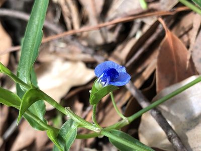 Commelina lanceolata, photographed by John Tann