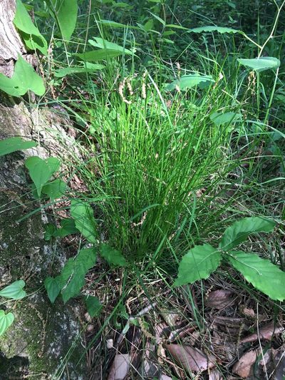 Carex lanceolata, photographed by Yoshihiro Tokue